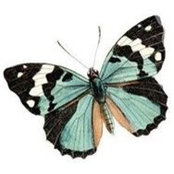Deanna Nelson's photo