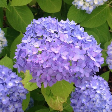 Hydrangea Festival Contest