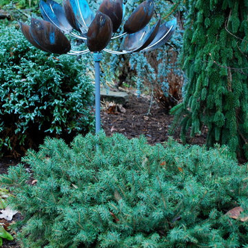 Birds Nest Spruce in conifer garden.