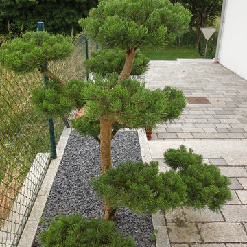 Blickfang Bonsai Kiefer