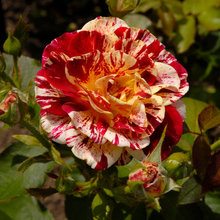 roses