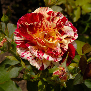 Floribunda rose