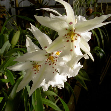 Degarmoara Winter Wonderland 'White Fairy' (Oncidium intergeneric)