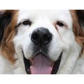 Rachel Lazan's photo