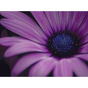 Molly Obrien's photo