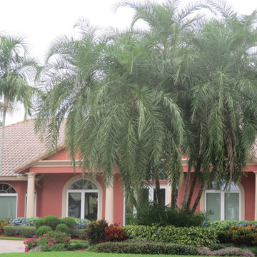 Palm Tree Catalog (will have hundreds to view - work in progress)