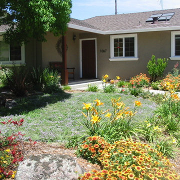 Lawn Alternative Plantings