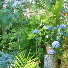 Jardín de la semana: Tertulias y flores azules en la Sierra de Madrid