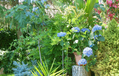 Jardín de la semana: Tertulias y flores azules en la Sierra de Madrid