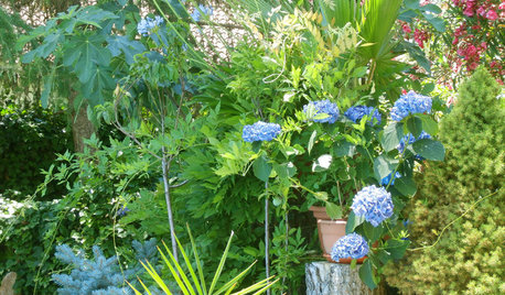 Jardín de la semana: Tertulias y flores azules en la Sierra de Madrid