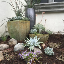 2311 small succulent garden