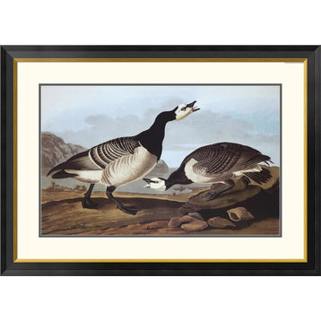 "Barnacle Goose" Framed Digital Print by John James Audubon, 40x29"