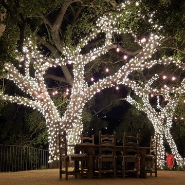 Tree Wrapping