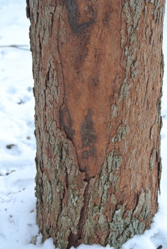 eastern redbud tree bark