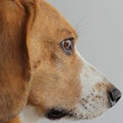 David Goodman's photo