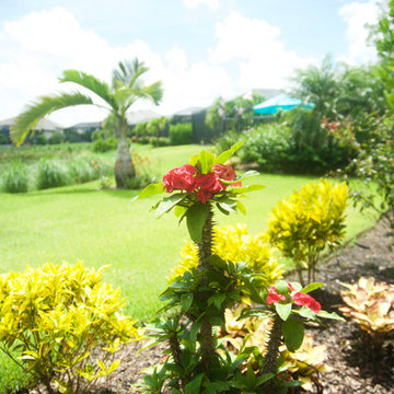 Tropical Full Yard Landscape in Naples FL