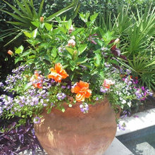 Flowers for Planters