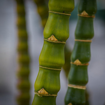 Plant Close-up