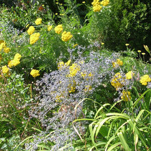 garden flowers/landscapes