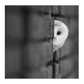 Cynthia Wises foto