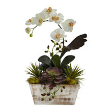 Plants