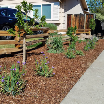 Saving Water and Supporting Wildlife with a Lawn Conversion