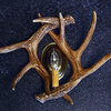 Faux Whitetail Deer 2-Antler Wall Sconce