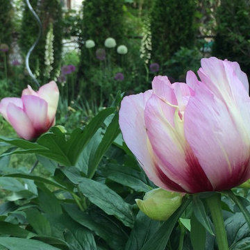 Cottage Garden