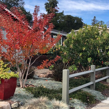 Redwood City Drought Tolerant Front Yard