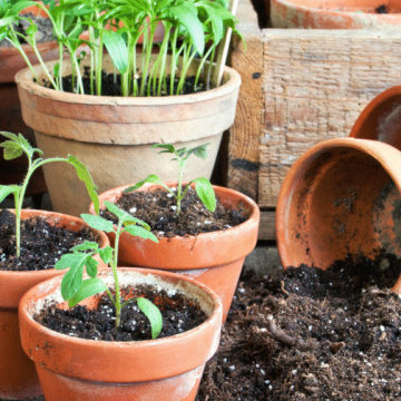 Bringing Nature Home: The Art of Wildcrafting Medicinal Plants