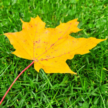 Autumn Garden Care, Leaf Cleanup, And Winterization