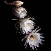 Zoe Chang's photo