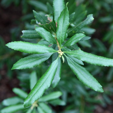 Californica Wax Myrtle