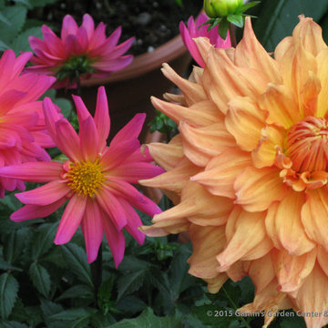 Annuals
