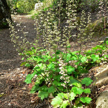 Nadine's Patio Landscaping