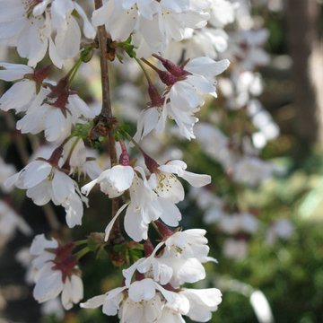 Plant Ideas & Colorful Combinations