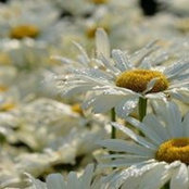 Judy Wilson's photo