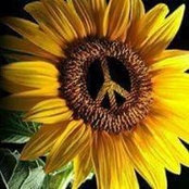 Melissa Orsini's photo