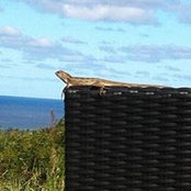 Ann Buzzotta's photo