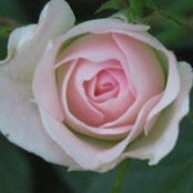 Joann Guida's photo