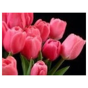 Mona Alami's photo