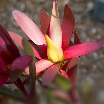 Flower Close up