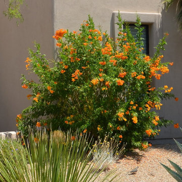Southwestern Plants