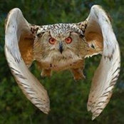 Stanley Yees billede