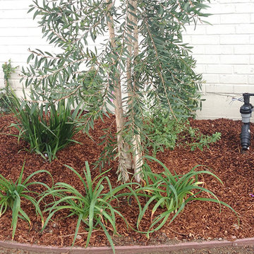 Low-Maintenance Landscape--Drought-tolerant Tree & Plants w/Drip Irrigation