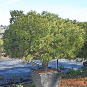Specimen Plants