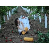 Arta Restelica's photo