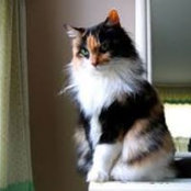 Jocelyne Bourret's photo