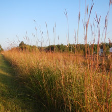 Native Landscaping