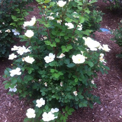 Bushes and Shrubs - Products